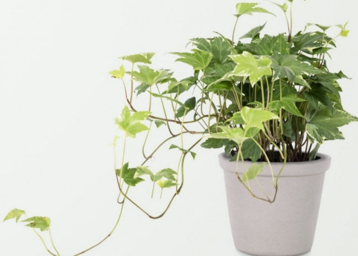 Dinding Rumah Kusam, 5 Tanaman Hias Merambat Bisa Bikin Rumah Cantik