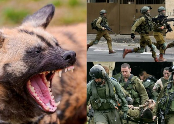 Allahuakbar! Palestina dapat Pertolongan Allah SWT, Ribuan Anjing Liar Cabik Tentara Israel, Ada yang Diterkam