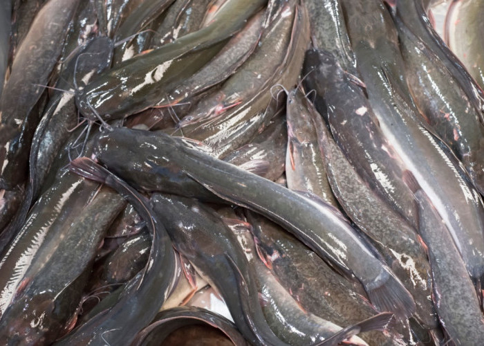 6 Jenis Ikan Air Tawar Paling Menguntungkan untuk Budidaya, Salah Satunya Ikan Lele