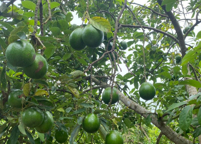  5 Cara Merangsang Pohon Alpukat agar Berbuah Lebat dan Tidak Rontok
