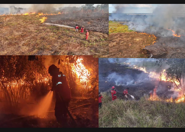 Lagi, Api Melahap Kawasan Lahan dan Hutan Palem Raya Ogan Ilir
