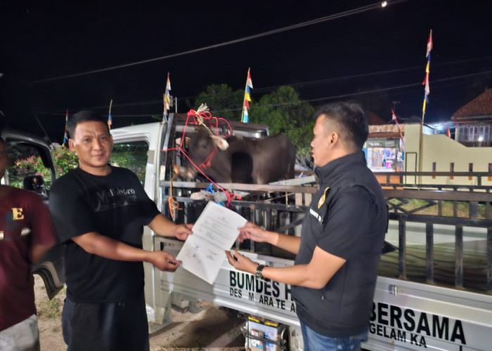 Diduga Hendak Dicuri, Seekor Sapi Jantan Milik Bumdes Ditemukan Warga Terikat di Pohon 