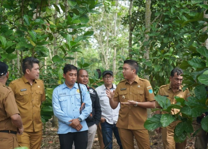 Bupati Ogan Ilir Apresiasi Petani Kopi dan Kakao di Payaraman, Berhasil Kembangkan Potensi Pertanian Baru