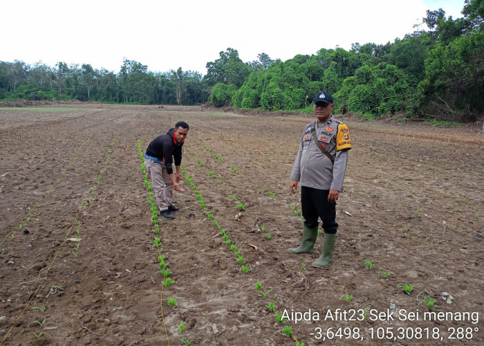 Hektaran Lahan Tanaman Jagung Dukung Ketahanan Pangan di Sungai Menang OKI Terus Dirawat