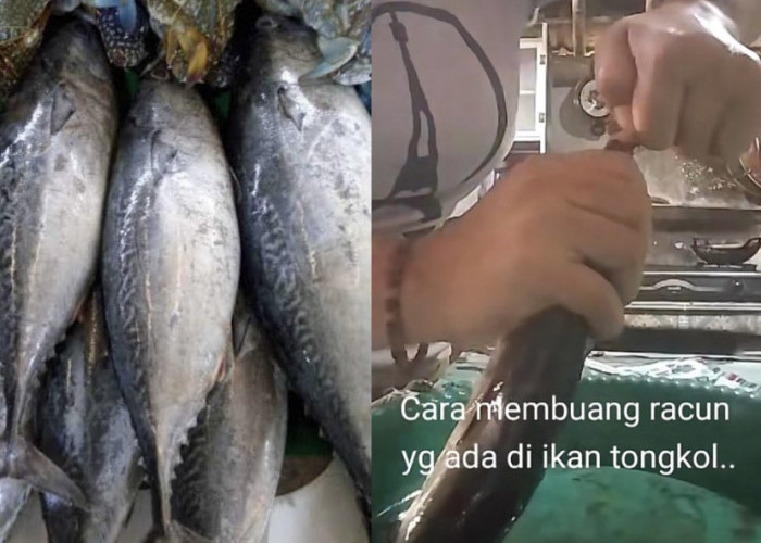 Tips mengolah ikan tongkol! Dijamin bebas Racun dan Gatal Saat Mengkonsumsinya
