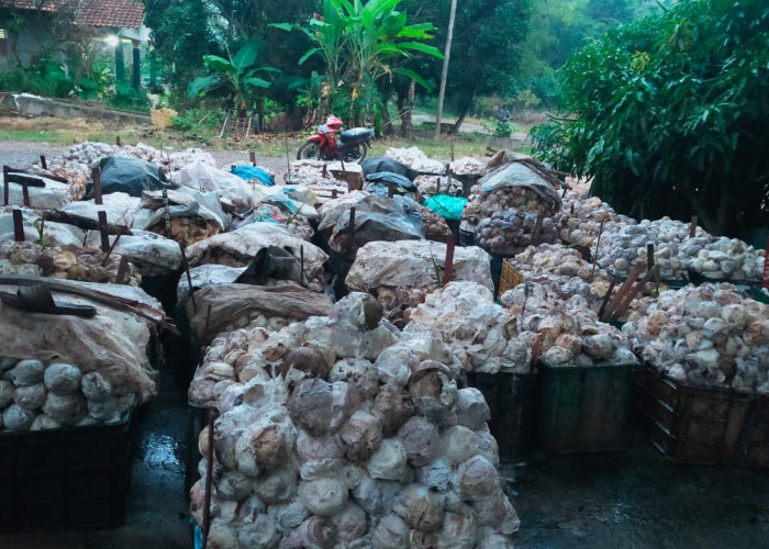 Petani Karet Lempuing OKI Berharap Harga Karet Naik di Awal Januari 2025