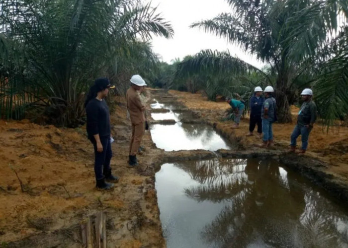 Musim Kemarau Rawan Karhutla, Ini Tips Mencegah Karhutla di Lahan Sawit Bisa Diterapkan