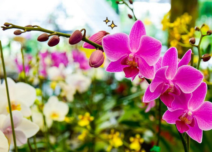  Sedap Dipandang Mata, 4 Bunga Hias Ini Juga Miliki Manfaat untuk Kesehatan