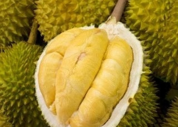 Wajib Tahu! Berikut 10 Manfaat Mengkonsumsi Buah Durian Bagi Kesehatan Tubuh, Ini Penjelasannya