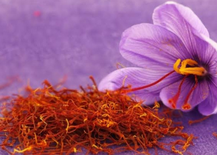 Wow! 1 Kilogram Saffron Seharga Satu Mobil Avanza, Berikut 12 Manfaat Putik Bunga Ajaib Ini untuk Kesehatan