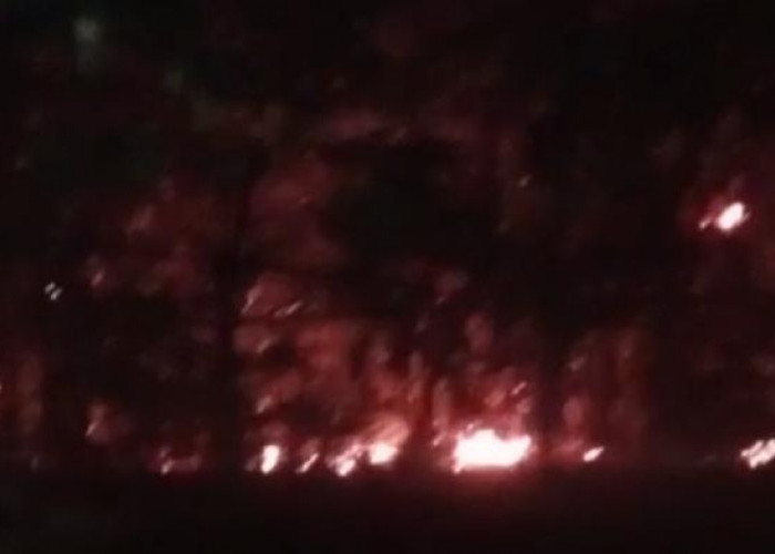 Hutan Taman Wisata Alam Punti Kayu Palembang Terbakar, Diduga karena Puntung Rokok?
