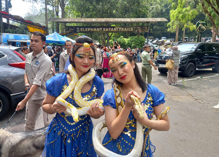 MERIAH, Parade Budaya dan Satwa Peringatan HUT RI ke-78 di Taman Safari Bogor Disambut Ribuan Pengunjung