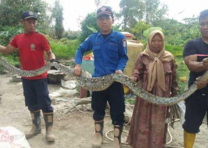 Tim Damkar Evakuasi Ular Sanca yang Memangsa Bebek Peliharaan Warga Talang Keramat, Banyuasin, Sumsel