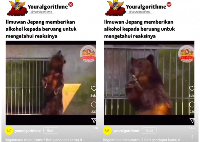 Mencengangkan, Ilmuwan di Jepang Uji Coba Beruang dengan Alkohol Reaksinya Tak Terduga