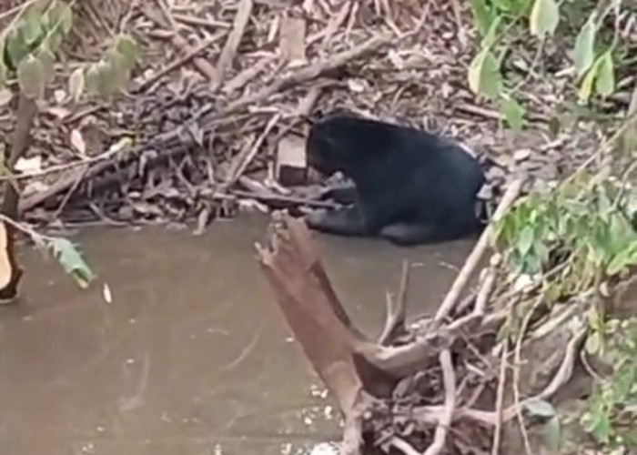 Beruang Hitam Muncul di Sungai Rambang Muara Enim, Warga Diminta Tak Beraktivitas di Lokasi Kemunculan