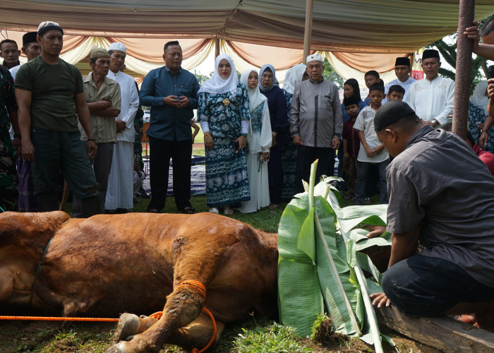 Kodim 0402/OKI Kurban 5 Ekor Sapi dan 8 Ekor Kambing Dibagikan ke Masyarakat