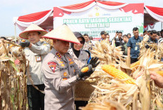Kapolda Sumsel Bersama Forkopimda Lakukan Panen Raya, dari 3 Hektare Lahan di Ogan Ilir Hasilkan 24 Ton
