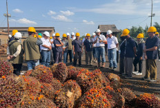 Pelatihan Panen dan Pascapanen Tingkatkan Kompetensi Pekebun Hadapi Persaingan Industri Sawit di Sumsel 