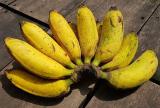 Mengenal Manfaat Buah Pisang untuk Kesehatan, dari Sumber Energi hingga Menjaga Pencernaan