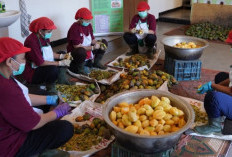 Menelusuri Carica Dieng dari Kebun hingga Produk Olahan Lewat GI Tourism.