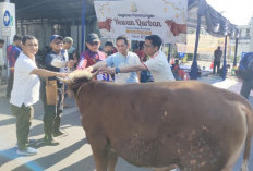 Tebar Semangat Iduladha 1447 H, Kejari Palembang Kurban 7 Sapi dan 2 Kambing Dibagikan untuk Ratusan Warga