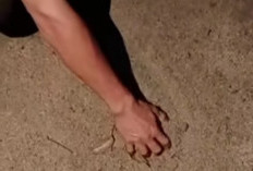 Pembangunan Jalan Lingkar Paya Agung Disoal