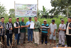 Panen Cabai dan Kerja Sama Bisnis Baru, Bukti Transformasi PETI Berjalan Sukses di Desa Darmo