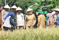 Kabupaten Banyuasin Targetkan 1,2 Juta Ton Gabah Kering Giling