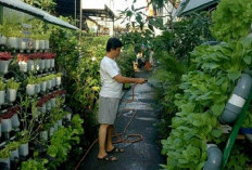 Ini Tips Berkebun Sayur di Rumah bagi Pemula  dan Cepat Panen