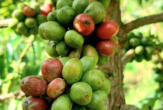 Transformasi Petani Sawahlunto Berkat Program Kopi Berkelanjutan PT Bukit Asam