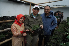 Butuh 1,5 Tahun untuk Panen Harganya Tembus Rp1,2 Juta per Kg, Purwaceng Dieng Kini Dibidik Jadi Magnet Wisata
