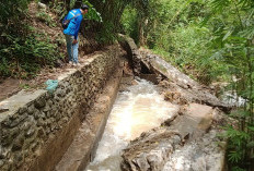 Siring Irigasi Ataran Lubuk Genting 1 Air Lemutu Ambruk, 63 Hektar Sawah Gagal Tanam