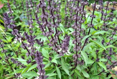 Cara Tanam Selasih Di Pot, Tumbuh Subur dan Hasil Panennya Melimpah