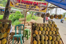 Surya Durian Gacor Jakabaring Tawarkan Durian Pilihan, Harga Terjangkau