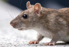 5 Rempah Pengusir Tikus dari Rumah, Cukup Letakkan di Bawah Lemari 