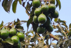 5 Hama yang Sering Menyerang Tanaman Alpukat, Mulai Ulat Kipat hingga Lalat Buah