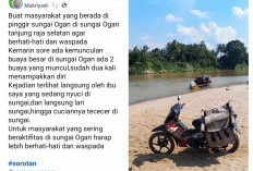 Heboh Kemunculan Buaya di Sungai Tanjung Raja Selatan Ogan Ilir, Sudah 2 Kali Tampakkan Diri di Hadapan Warga