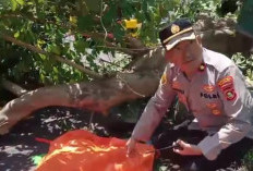 Pohon Tumbang di Palembang Tewaskan Pengendara Ojol, Polisi Bergerak Cepat