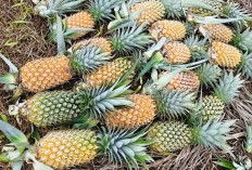  Cara Menanam Nanas Madu di Pot Galon Bekas atau Polybag