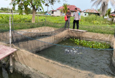 Polsek Pemulutan Ogan Ilir Kembangkan Ternak Ikan Dukung Program Ketahanan Pangan