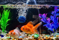 Jangan Asal Pilih! Ini 7 Cara Memilih Ikan Hias yang Sehat dan Berkualitas