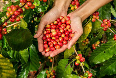 Ini 5 Jenis Kopi Khas Indonesia yang Mendunia, Ada Kopi Luwak yang Jadi Primadona Dunia!