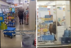 HEBOH, Sapi Kurban Ngamuk Masuk Indomaret Plaju Langsung Ngadem di Dalam Minimarket