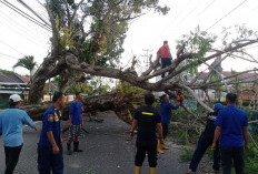 Pohon di Kayuagung Tumbang Tutup Akses Jalan, Damkar OKI Langsung Eksekusi