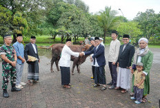 PT Bukit Asam Salurkan 292 Hewan Kurban di Idul Adha 1446 H sebagai Wujud Komitmen Sosial BUMN
