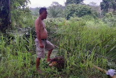 Petani Sawit Menjerit, Harga Tandan Buah Segar Anjlok, Pupuk Mahal Susah Didapat 