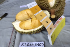 Durian Tembaga Super 'Klamunod' Terdaftar sebagai Sumber Daya Genetik di Ditjen Kekayaan Intelektual