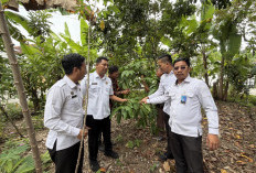 Kopi Robusta Muara Dua Siap Mendunia, Kemenkum Sumsel Turun Tangan Jaga Kualitas!