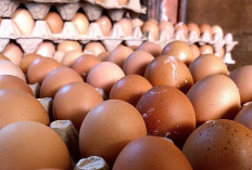 Jenis Telur Paling Sehat untuk Diet dan Kesehatan Tubuh: Rendah Kolesterol Jahat, Baik untuk Tubuh
