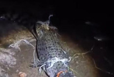 Pertarungan Warga SU II Palembang Ini 2 Jam Taklukkan Perlawanan Buaya, Kaki Nyaris Diterkam 